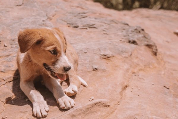 A puppy sitting on a rock in Jordan