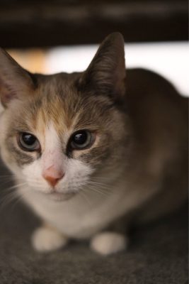 Portrait of a cat