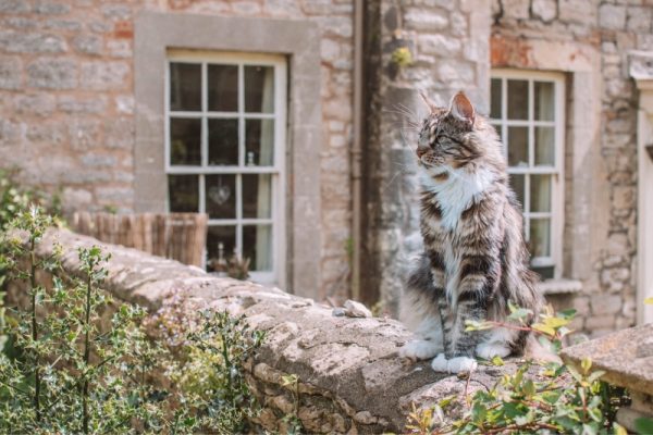 Majestic cat sitting on a wall in Wells, Somerset