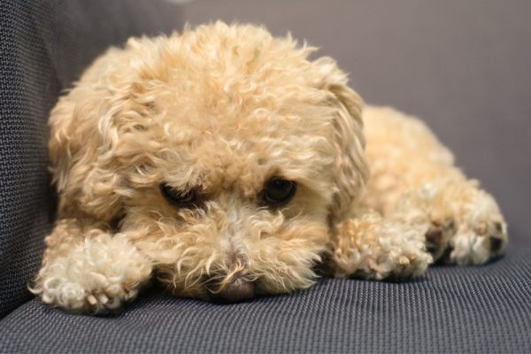 A maltipoo puppy looking up at the camera