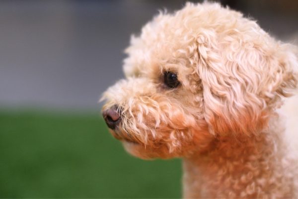 A maltipoo side profile