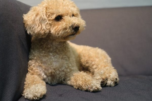 Maltipoo on a sofa posing