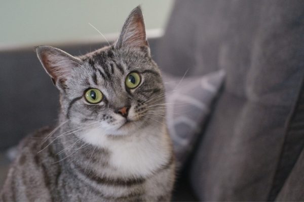 Grey tabby cat on the sofa with tilted head
