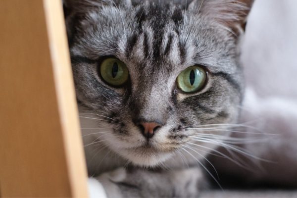 Portrait of a grey tabby cat