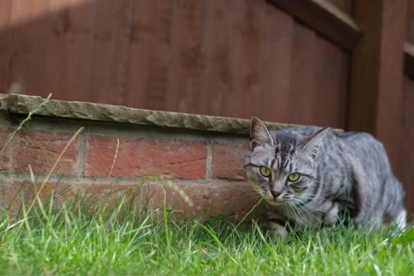 A grey tabby cat stalking through the grass